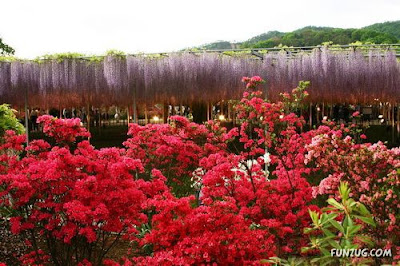 Amazing Flowers in Japan