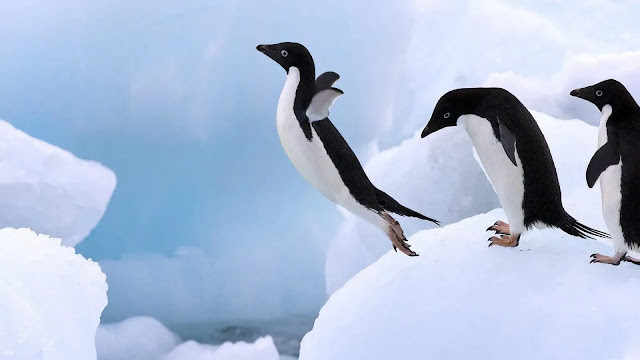 Penguins