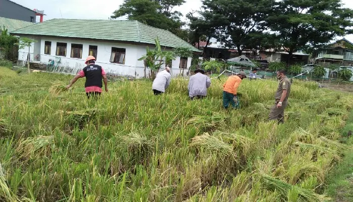 Target Setip Desa Miliki BUMP, Cara Pemkab Sinjai Sejahterakan Petani