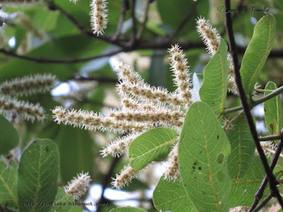 Arjun tree, Terminalia arjuna, Bangladesh, Combretaceae