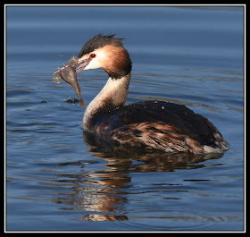 Great Crested Grebe and Bullhead