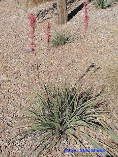 fotografia, in desert, a plantei yucca rosie falsa