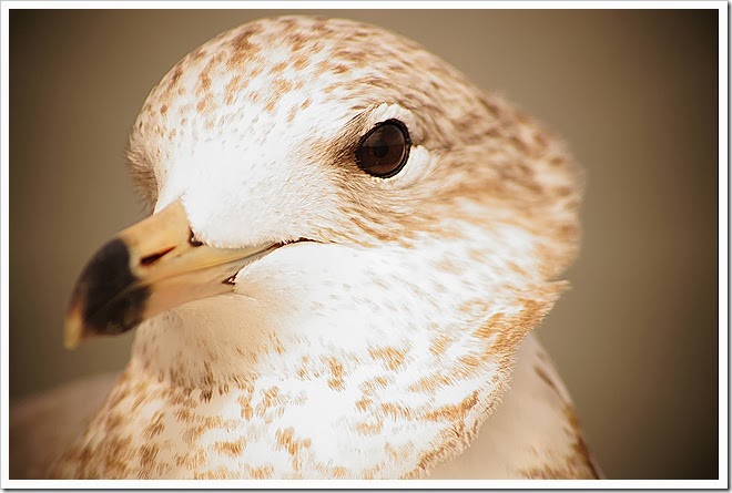 bird-free-pictures-1 (8)