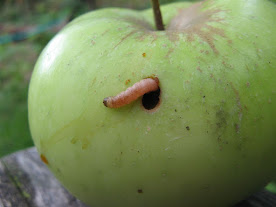 Codling Moth larva emerging from a green apple.