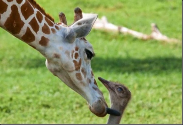 O amor entre uma girafa e um avestruz (8)