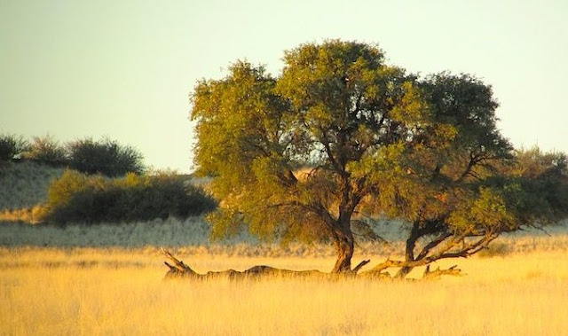 Safari in Africa