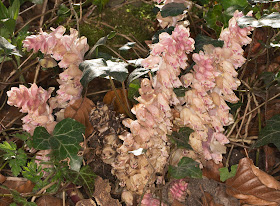 Toothwort, Lathraea squamaria.  Cuckoo Wood, High Elms, 21 April 2013.