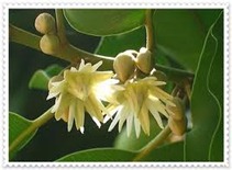 กำแพงเพชร