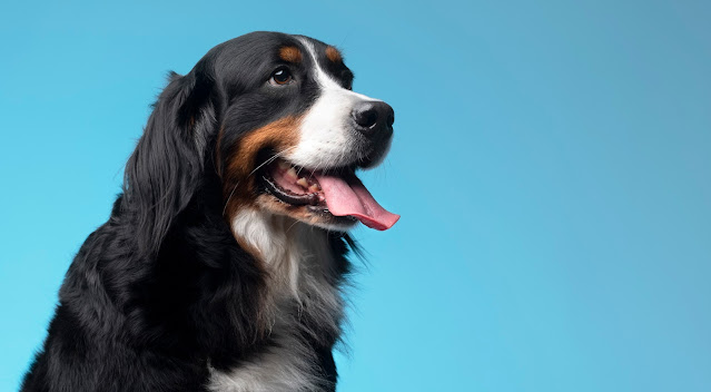 How to Make Your Pet Happier with These 4 Tip
