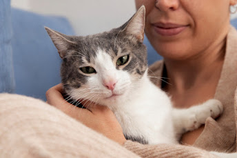 Guide to Cat Mating and Reproduction