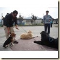 ejercicios de adiestramiento para perros1