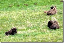 Resting in the meadow