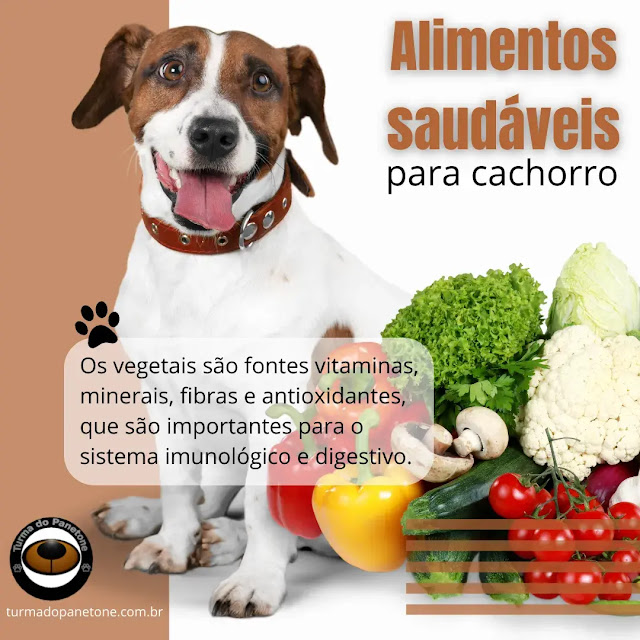 A importância de uma alimentação saudável para cachorro