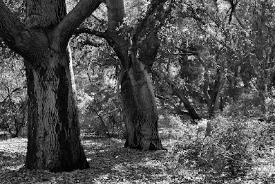 Oak Trees: photo by Cliff Hutson