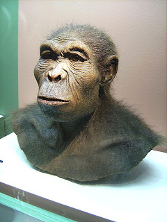 imagen del homo habilis