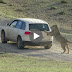 Animal attacks on Humans - Lions Attack a Car 2016