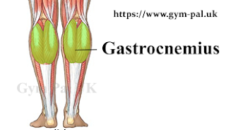 Gastrocnemius calf muscle