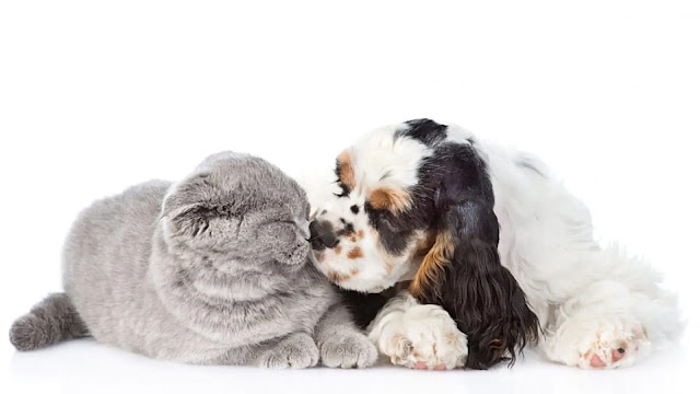 Cavalier King Charles Spaniel and Cat
