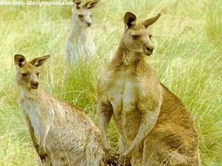 Funny Kangaroo pictures,wallpapers,images for desktop background