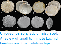 https://sciencythoughts.blogspot.com/2019/12/unloved-paraphyletic-or-misplaced.html