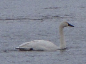 Tundra swan on Pentwater Lake