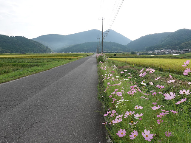 天の真名井に行く農道に植えられたコスモス