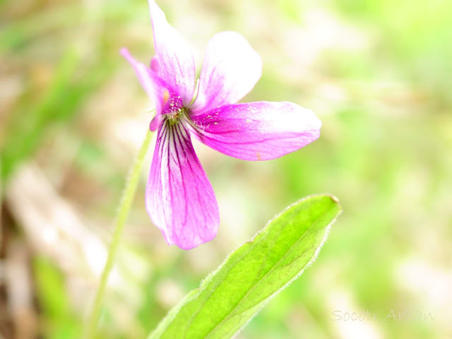 Viola hirtipes * mandshurica