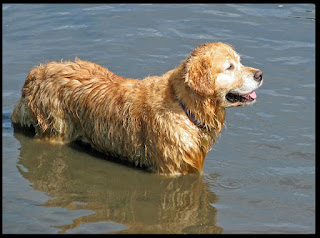 Pictures of Golden retriever dog in water