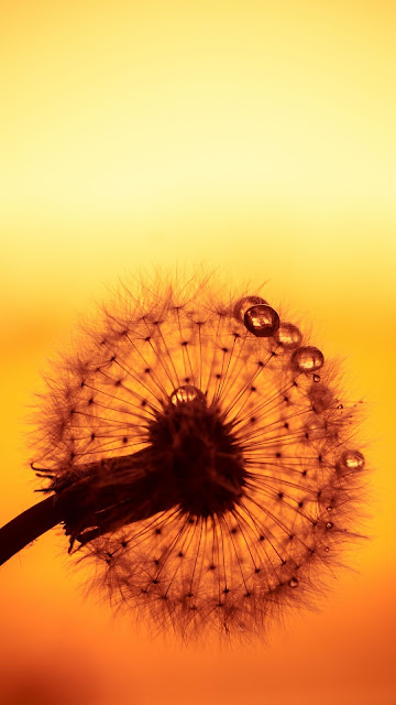 Dandelion, Drops, Sunset, Flower