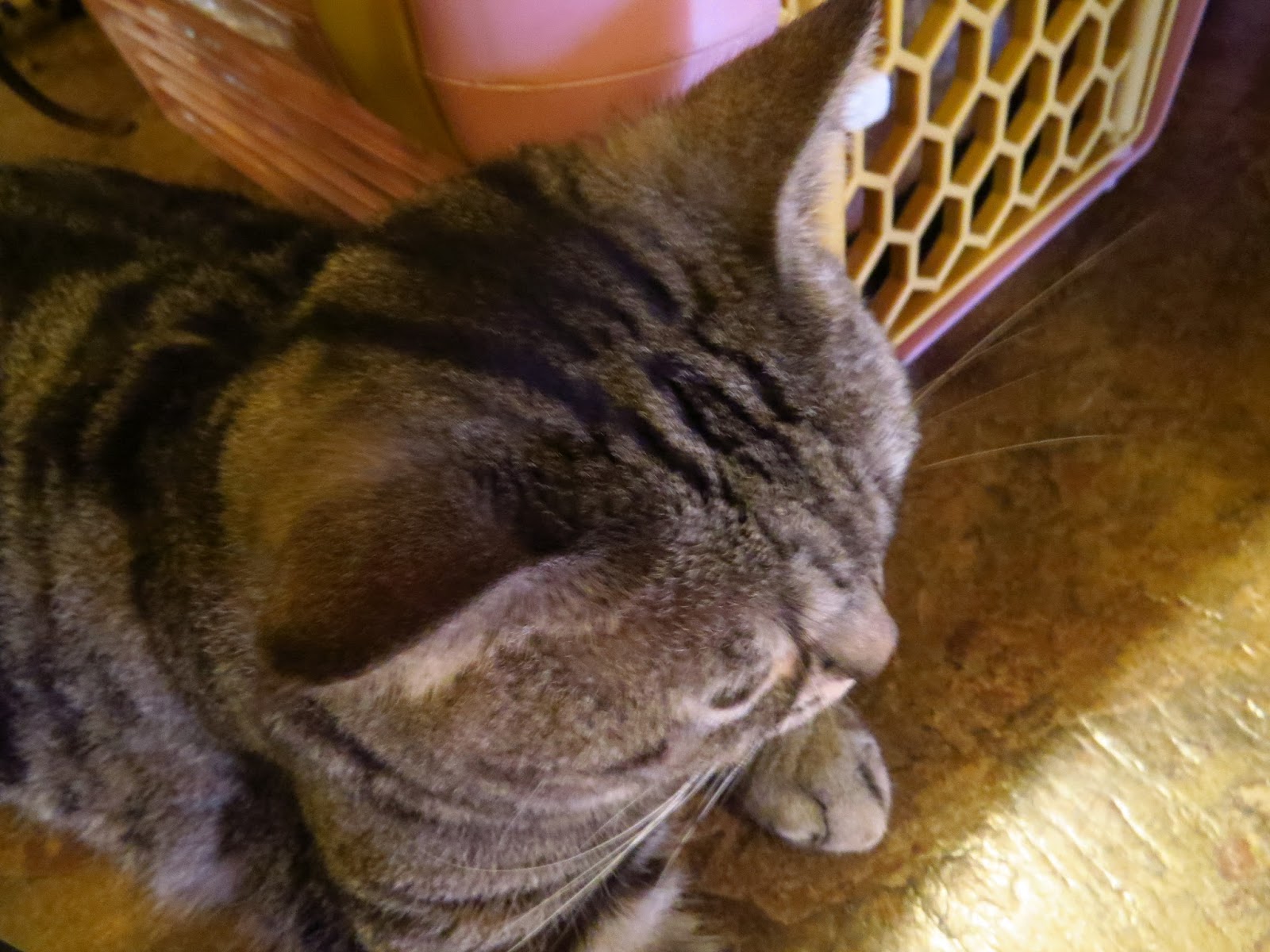 小貓花園 小犬仔穴場 隨意窩xuite日誌