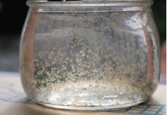 Budidaya Kutu Air Dengan Kol Dan Tanpa Bibit Budidaya Kutu Air daphnia sp