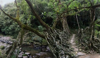 FOTO JEMBATAN HIDUP TERBENTUK DENGAN SECARA ALAMI