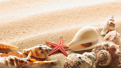 nature-sand-starfish-seashells-wallpaper-1920x1080
