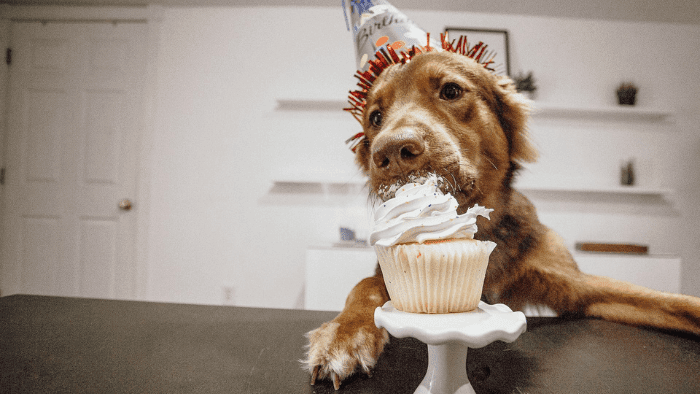 birthday dog birthday dog meme birthday dog treats birthday dog bandana birthday dog gif birthday dog cake birthday dog puns birthday dog toys birthday dog quotes birthday dog captions birthday dog hat birthday dog collar birthday dog cake near me birthday dog cards birthday dog cartoon birthday dog cookies birthday dog clipart birthday dog captions for instagram birthday dog coloring page birthday dog accessories dog birthday activities dog birthday amazon dog birthday age calculator birthday and dog meme birthday and dogs happy birthday dog and hippo birthday dog bandana australia birthday cake dog ate happy birthday dogs and cats birthday dog drawing birthday dog decorations birthday dog dress dog birthday dinner dog birthday decoration ideas dog birthday dinner recipes dog birthday decorations near me dog birthday delivery dog birthday dress for girl birthday cake dog design birthday dog box birthday dog biscuits birthday dog background birthday dog bone birthday dog bow tie birthday dog bandana near me birthday dog bandana for boy birthday dog bandana for girl birthday dog biscuits recipe birthday dog funny birthday dog food birthday dog funny gif birthday dog funny meme birthday dog friendly cake dog birthday freebies birthday for dog dog birthday food ideas dog birthday food recipes dog birthday facebook post birthday dog gifts birthday dog greetings birthday dog gif funny birthday dog girl birthday dog gift box birthday dog gift wrap birthday dog gifts for her birthday dog graphic birthday dog greeting card birthday dog hashtags birthday dog hamper birthday dog hot dog birthday hat kmart dog birthday hat and bandana dog birthday hat near me dog birthday hat petsmart dog birthday hat template dog birthday hat diy birthday doge birthday doge meme birthday doge miners haven dog birthday gif dogecoin birthday birthday dog eats all the cake birthday dog emoji birthday dog eyes dog birthday evite dog birthday etsy birthday dog lover birthday dog logo images birthday dog logo dog birthday locations dog birthday letter board dog birthday los angeles dog birthday love quotes dog birthday letter dog birthday lines dog birthday london birthday dog treats near me birthday dog treats recipe birthday dog theme birthday dog treat box birthday dog shirt birthday dog ideas how to say happy birthday to my dog is my dog birthday birthday dog images birthday dog instagram captions birthday dog invitations birthday dog in heaven birthday dog images free download dog birthday invitation card dog birthday ideas diy dog birthday instagram story dog birthday invitations free birthday dog kit birthday dog know your meme birthday dog kind dog birthday kmart dog birthday klarna dog birthday kong dog birthday kit walmart pet birthday kit dog birthday cake kit dog birthday cake kl birthday dog names birthday dog jokes birthday dog jpg dog birthday jumper dog birthday jim gaffigan dog birthday jacket dog birthday jersey happy birthday dog jack russell happy birthday dog jpg funny birthday dog jokes birthday dog pictures birthday dog party birthday dog post birthday dog pics birthday dog photos birthday dog presents birthday dog poem birthday dog photoshoot birthday dog photos free birthday dog message birthday dog meme gif birthday dog meal birthday dog meme generator birthday dog mom birthday dog msg dog birthday muffin recipe birthday meme dog lover dog birthday memes for her birthday dog outfit birthday dog outfit boy dog birthday puns birthday dog owner birthday dog onesie dog birthday outfit australia birthday of dog dog birthday outfit uk dog birthday party dog birthday outfit petsmart birthday dog recipes birthday dog rental birthday dog rottie dog birthday restaurant dog birthday reddit dog birthday return gifts dog birthday rewards dog birthday rosette dog birthday reels dog birthday registry dog birthday quotes for instagram dog birthday quotes funny dog birthday quotes pinterest dog birthday quotes short dog birthday quotes in hindi birthday quotes dog lovers dog birthday quotation first birthday dog quotes how do you say happy birthday in dog birthday dog song birthday dog stuff birthday dog squishmallow birthday dog svg birthday dog supplies birthday dog sayings birthday dog smile birthday dog scarf birthday dog stoned birthday dog video dog birthday venue dog birthday cake dog birthday vancouver dog birthday verses dog birthday vest birthday volcano dog toy dog birthday vector happy birthday dog video download dog birthday party venues near me birthday dog wishes birthday dog wrapping paper birthday dog wallpaper birthday dog wearing hat dog birthday wishes funny dog birthday wishes images birthday wishes dog lover dog birthday wishes to owner wiener dog birthday dog birthday wishes in hindi dog birthday cards xs birthday dog dress how do i calculate my dog's birthday how to have a dog birthday party dog birthday uk birthday dog bandana uk birthday cake dog uk birthday dog collars uk dog birthday cake uk recipe dog birthday box uk dog birthday cards uk dog birthday presents uk dog birthday biscuits uk belated happy birthday dog best birthday dog treats bandana birthday dog boxer birthday dog birthday birthday dog birthday card happy birthday dog dog birthday box where can i buy a dog birthday cake dog birthday banner dog barking happy birthday birthday dog years birthday dogs youtube dog birthday youtube dog birthday treats dog birthday yard signs dog birthday yellow happy birthday dog years happy birthday dog years meme happy birthday dog yoga cute happy birthday dog memes cute happy birthday dog caption for birthday dog cute birthday dog clip art happy birthday dog cake birthday dog cartoon birthday dog clip art birthday dog cute happy birthday dog images cute happy birthday dog gif funny birthday dog funny birthday dog memes first birthday dog free happy birthday dog images first birthday dog captions funny happy birthday dog first birthday dog theme funny birthday dog gif first birthday dog bandana funny happy birthday dog gif dog birthday zoom background dog birthday zodiac happy birthday dog zoom background happy birthday zoey dog birthday dog zooplus gif happy birthday dog gif birthday dog gif happy birthday dog dance gif happy birthday dog funny happy birthday dog gif birthday dog dance google images happy birthday dog golden birthday dog gif funny birthday dog gift ideas for 1st birthday dog happy birthday dog images happy birthday dog meme happy birthday dog gif happy birthday dog lover happy birthday dog quotes happy birthday dog funny happy birthday dog song happy birthday dog instagram captions happy birthday dog bandana dog birthday dog party ideas diy birthday dog hat dog birthday dog hat dog birthday decorations diy dog birthday cake what to do for your dog's birthday puppy dog pals birthday decorations birthday message from dog to dad dog birthday cake delivery dog birthday dress easy birthday dog cake ecards birthday dog lovers etsy birthday dog ecard birthday dog easy dog themed birthday cake easy dog birthday cake recipe small free singing dog birthday ecards edible dog birthday card dog birthday cake edmonton dog birthday cake etsy its my birthday dog bandana image happy birthday dog its my birthday dog images happy birthday dog lover dog birthday ideas dog birthday party ideas dog birthday instagram captions what to write in a birthday card from the dog happy birthday in dog language individual dog birthday cake dog birthday cake near me dog birthday treats near me easy dog birthday cake recipe nz dog birthday cake nz dog birthday cake next day delivery dog birthday cookies near me dog birthday cake nyc dog birthday cake no peanut butter dog birthday parties near me july birthday dog dog birthday jokes jake the dog birthday jim gaffigan dog birthday jungkook dog birthday maeumi jungwon dog birthday kuma jennie dog birthday dog jokes for birthday cards lamb chop birthday dog toy lori mitchell birthday dog loftus singing birthday dog lilys kitchen birthday dog labrador birthday dog large birthday dog shirt happy 1st birthday to my dog letter happy birthday images dog lover meme birthday dog meme happy birthday dog message for birthday dog my first birthday dog bandana my first birthday dog shirt my first birthday dog mini birthday dog cake dog birthday cakes near me how much is a dog birthday cake kmart birthday dog kmart happy birthday dog dog birthday kit how to know your dog's birthday kipper the dog birthday king of thailand dog birthday video dog birthday cake hong kong klay thompson dog birthday cake pets at home birthday dog petco birthday dog petsmart birthday dog pawsome birthday dog birthday puns personalised birthday dog bandana picture happy birthday dog picture of birthday dog puppy happy birthday dog pinterest happy birthday dog pic of happy birthday dog quotes for birthday dog happy birthday to my dog quotes happy birthday to my dog in heaven quotes dog first birthday quotes quick dog birthday cake birthday quotes for dog lovers one year birthday dog old birthday dog dog birthday outfit quotes on dog birthday 1st birthday of dog what to write on a dog birthday card birthday cake with a dog on it birthday card of the dog how to celebrate birthday of dog stoned birthday dog smiling birthday dog singing birthday dog singing happy birthday dog stoner birthday dog smile it's your birthday dog meme singing birthday dog toy sad birthday dog smiley birthday dog second birthday dog runaway o happy birthday dog riley the birthday dog rapmon birthday dog riley the stoned birthday dog dog birthday cake recipe dog birthday cake recipe small healthy dog birthday cake recipe uk dog birthday cupcake recipe dog friendly birthday cake recipe tiny the birthday dog the birthday dog target birthday dog thug life birthday dog thai king birthday dog dog themed birthday party happy birthday to my dog happy birthday to dog birthday wishes to dog unique birthday dog gifts dog birthday cake uk dog birthday bandana uk dog birthday gifts uk easy dog birthday cake recipe uk vintage birthday dog happy birthday dog video dog birthday cake vancouver dog birthday cake las vegas vegan dog birthday cake dog birthday party venues youtube happy birthday dog youtube happy birthday dog song youtube happy birthday dog singing what to get your dog for their birthday 1 year birthday wishes for dog happy birthday to your dog how to find out your dog's birthday how do you make a dog birthday cake birthday wishes for your dog xl dog birthday bandana rama x dog birthday dog starting with x most common dog birthday x dog events how to calculate a dog's birthday what is snoop dogg's birthday what to serve with hot dogs at a birthday party what to give dog for birthday what can i do for my dog's birthday what to gift a dog for birthday what's in a dog birthday cake what to have at a dog birthday party when is snoop dogg's birthday when is my dog's birthday when is dogs birthday when is jake the dog's birthday when to celebrate dog's birthday when is bts v dog birthday when is clifford the big red dog's birthday when is big walk dog birthday when is dazai birthday bungou stray dogs how to know when your dog's birthday is how to draw a birthday dog how to make a birthday dog cake how to celebrate dog birthday how to say happy birthday in dog talk how to make a birthday hat for a dog how to throw a dog birthday party how to wish a dog happy birthday how to make a dog birthday cake uk how to say happy birthday to a dog wordworld happy birthday dog wordworld runaway o happy birthday dog word world happy birthday dog dailymotion word world happy birthday dog youtube walter birthday dog word world cake happy birthday dog wordworld runaway o/happy birthday dog youtube word world happy birthday dog games wishes for birthday dog wordworld happy birthday dog part 3 dogs starting with z dog z names where to buy dog birthday cakes where can i get a dog birthday cake where to have a dog birthday party where to get a dog birthday cake where can i have a dog birthday party where to throw a dog birthday party where to celebrate dog's birthday where to dog birthday cake where to order birthday cake for dog what should i do for my dog's birthday what should i get my dog for his birthday what should i do for my dogs first birthday what should i caption my dogs birthday post should you celebrate your dog's birthday what should i give my dog for his birthday what should i write for my dogs birthday what should i post on my dog's birthday should i celebrate my dog's birthday what should i give my dog for her birthday do dogs know when their birthday is when is a dogs first birthday amazon birthday dog quotes about dog birthday image of a birthday dog pictures of a birthday dog gifts for a birthday dog happy birthday to a dog happy birthday to a dog gif can dogs eat birthday cake can dogs have birthday cake where can i buy my dog a birthday cake how can i find out my dog's birthday dog birthday cake that humans can eat what can dogs eat for their birthday what can i give my dog for his birthday how does a dog say happy birthday does petco sell dog birthday cakes does petsmart have dog birthday cakes how often does a dog have a birthday what does petco do for dog's birthday does lazy dog sing happy birthday does walmart sell dog birthday cakes how does snoop dogg say happy birthday does a dog know its birthday how does a dog birthday work do dogs know when it's their birthday do i smell birthday cake dog how do you say happy birthday to a dog how do i say happy birthday to my dog how do you wish a dog happy birthday things to do at a dog birthday party best happy birthday dog best birthday dog hats best dog birthday gifts best dog birthday cake best songs for dogs birthday best dog birthday presents best steak for dogs birthday best dog birthday ideas best dog birthday captions will birthday cake hurt my dog can dogs tell when it's their birthday why did my dog die on my birthday what happened to dogs daughter did the dog doge die dog birthday top happy birthday top dog what should i get for my dog's birthday best things to do for your dog's birthday famous dog birthdays how do you celebrate your dog's birthday best dog birthday party ideas could dogs eat birthday cake how to know the birthday of a dog how would a dog say happy birthday what would a dog write in a birthday card how would snoop dogg say happy birthday how would a dog write happy birthday do dogs know it's their birthday