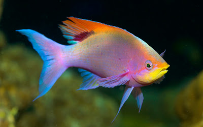 Beautiful Fishes Wallpaper