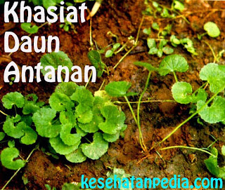 Khasiat Daun Antanan