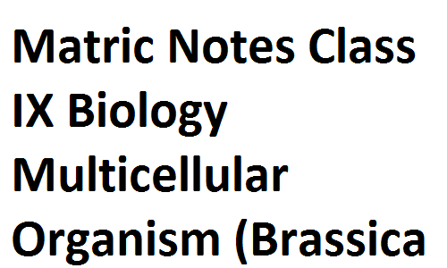 Matric Notes Class IX Biology Multicellular Organism (Brassica Plant) matricnotes0