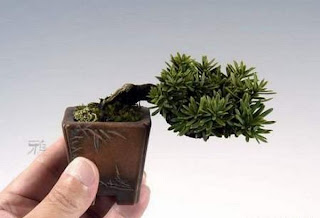 Ideias decoração mobiliário | Mini bonsai nano