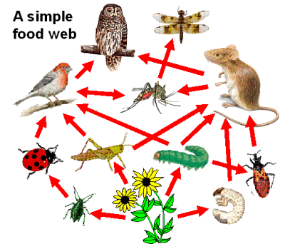 animal food web examples. forest food web examples.