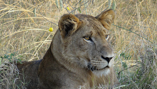 3 Día Wildlife Safari -Queen Elizabeth National Park- corto safari en Uganda