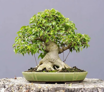 Bonsai Beringin Lokal