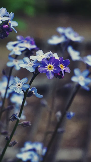 Papel De Parede Flor Myosotis