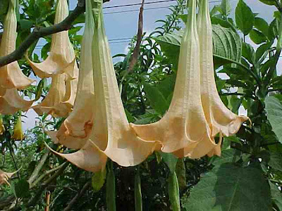 Angel's Trumpet 