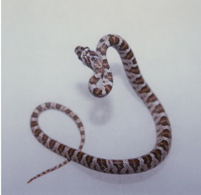 Cannundrums: California Lyre Snake