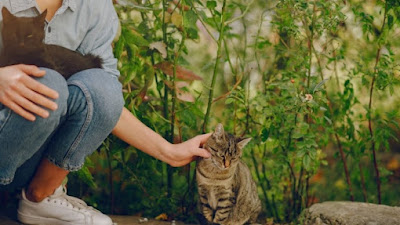 Sejarah Dan Tema Hari Kucing Sedunia, Makna dan Cara Merayakannya