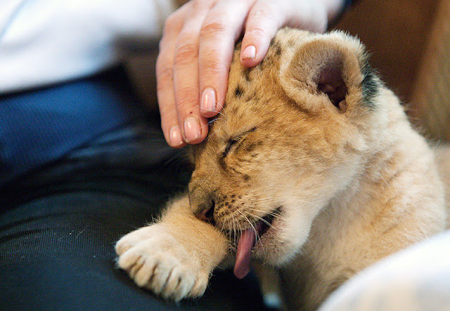 Kiara is the world's first liliger, liliger cat, hybrid animals