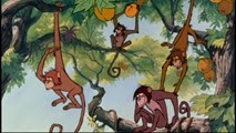 14 les singes