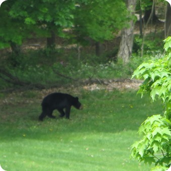 Mountainville Bear