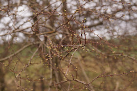 leaf buds on first day of spring