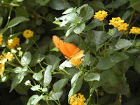 Orange Butterfly